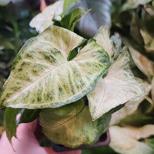 Load image into Gallery viewer, 1 CENT SAMPLE 'White Butterfly' Arrowhead Plant-Indoor & Outdoor Plants-Glass Grown-Glass Grown Aquatics-Aquarium live fish plants, decor