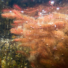 Load image into Gallery viewer, Grower's Choice High Light Plants (6 Bunches)-Aquatic Plants-Glass Grown Aquatics-Glass Grown Aquatics-Aquarium live fish plants, decor