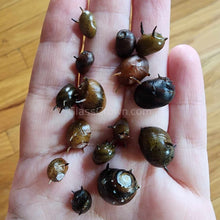 Load image into Gallery viewer, Three-Color Horned Nerite Snail 3 Pack-Live Animals-Glass Grown-Pack of Three Snails-Glass Grown Aquatics-Aquarium live fish plants, decor