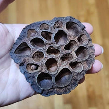 Load image into Gallery viewer, Dried Lotus Pods 3 Pack-Aquarium Decor-Glass Grown Aquatics-Small (Under 3" - 3 Pack)-Glass Grown Aquatics-Aquarium live fish plants, decor