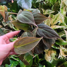 Load image into Gallery viewer, Philodendron Micans Stem Rooted Stems or Pots-Aquatic Plants-Glass Grown-Single Rooted Stem-Glass Grown Aquatics-Aquarium live fish plants, decor