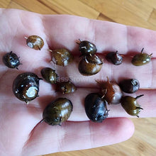 Load image into Gallery viewer, Three-Color Horned Nerite Snail 3 Pack-Live Animals-Glass Grown-Pack of Three Snails-Glass Grown Aquatics-Aquarium live fish plants, decor