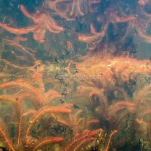 Load image into Gallery viewer, Bunch Red Myrio-Aquatic Plants-Glass Grown-Glass Grown Aquatics-Aquarium live fish plants, decor