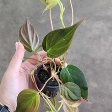 Load image into Gallery viewer, Philodendron Micans Stem Rooted Stems or Pots-Aquatic Plants-Glass Grown-Single Rooted Stem-Glass Grown Aquatics-Aquarium live fish plants, decor