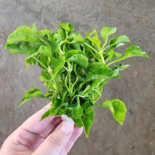 Load image into Gallery viewer, Bunch Alternanthera Bettzickiana Aurea-Aquatic Plants-Glass Grown Aquatics-Glass Grown Aquatics-Aquarium live fish plants, decor