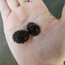 Load image into Gallery viewer, Sea Mine (King Koopa or Durian) Nerite Snail 3 Pack-Live Animals-Glass Grown-Pack of 3 Snails-Glass Grown Aquatics-Aquarium live fish plants, decor