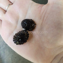 Load image into Gallery viewer, Sea Mine (King Koopa or Durian) Nerite Snail 3 Pack-Live Animals-Glass Grown-Pack of 3 Snails-Glass Grown Aquatics-Aquarium live fish plants, decor