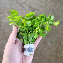 Load image into Gallery viewer, Bunch Alternanthera Bettzickiana Aurea-Aquatic Plants-Glass Grown Aquatics-Glass Grown Aquatics-Aquarium live fish plants, decor