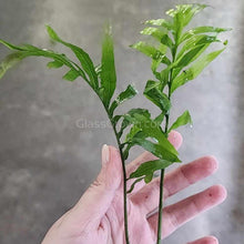 Load image into Gallery viewer, African Water Fern (Bolbitis Heudelotii)-Aquatic Plants-Glass Grown Aquatics-Glass Grown Aquatics-Aquarium live fish plants, decor