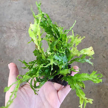 Load image into Gallery viewer, Java Fern Windelov Coconut Mats-Aquatic Plants-Glass Grown-Glass Grown Aquatics-Aquarium live fish plants, decor