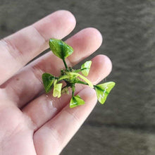 Load image into Gallery viewer, Anubias Nana Pinto-Aquatic Plants-Glass Grown-Glass Grown Aquatics-Aquarium live fish plants, decor