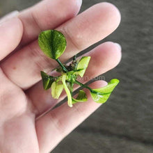Load image into Gallery viewer, Anubias Nana Pinto-Aquatic Plants-Glass Grown-Glass Grown Aquatics-Aquarium live fish plants, decor