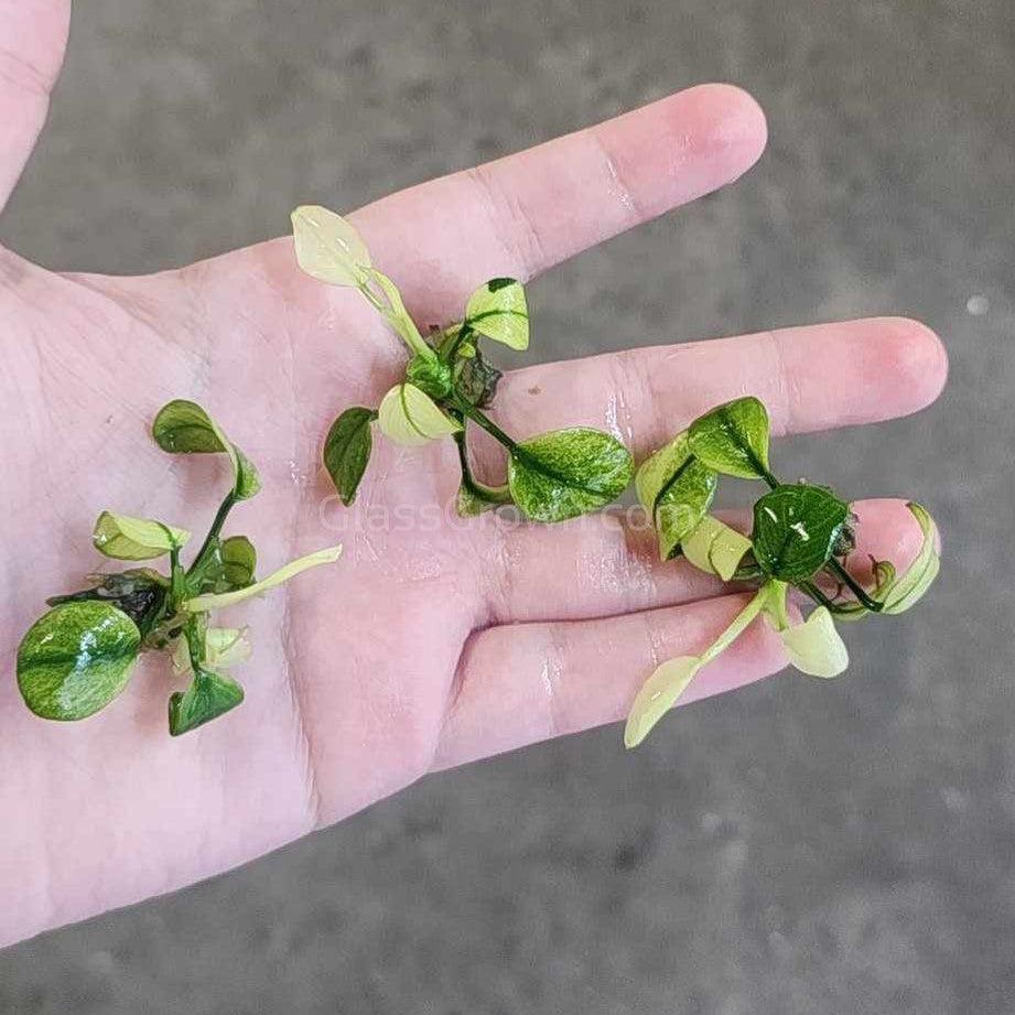 Anubias Nana Pinto  Glass Grown Aquatics