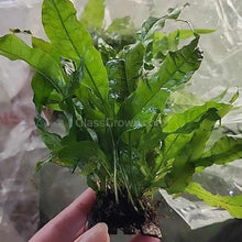 Load image into Gallery viewer, Java Fern Coconut Mats-Aquatic Plants-Glass Grown-Glass Grown Aquatics-Aquarium live fish plants, decor