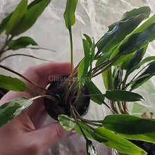 Load image into Gallery viewer, Potted Cryptocoryne Becketti (Water Trumpet)-Aquatic Plants-Glass Grown-Glass Grown Aquatics-Aquarium live fish plants, decor