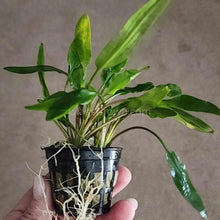 Load image into Gallery viewer, Potted Cryptocoryne Becketti (Water Trumpet)-Aquatic Plants-Glass Grown-Glass Grown Aquatics-Aquarium live fish plants, decor