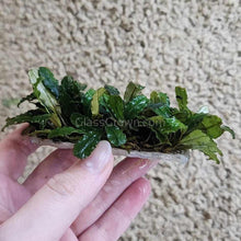 Load image into Gallery viewer, Bucephalandra 3" Steel Mat-Aquatic Plants-Glass Grown Aquatics-Glass Grown Aquatics-Aquarium live fish plants, decor