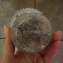 Load image into Gallery viewer, Tissue Culture Bucephalandra Kapuas Brownie Ghost-Aquatic Plants-Glass Grown-Glass Grown Aquatics-Aquarium live fish plants, decor