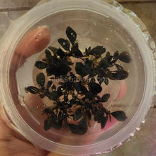 Load image into Gallery viewer, Tissue Culture Bucephalandra Kapuas Brownie Ghost-Aquatic Plants-Glass Grown-Glass Grown Aquatics-Aquarium live fish plants, decor