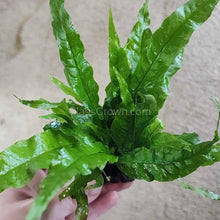 Load image into Gallery viewer, Java Fern Coconut Mats-Aquatic Plants-Glass Grown-Glass Grown Aquatics-Aquarium live fish plants, decor