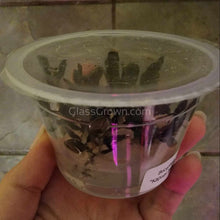 Load image into Gallery viewer, Tissue Culture Bucephalandra Kapuas Brownie Ghost-Aquatic Plants-Glass Grown-Glass Grown Aquatics-Aquarium live fish plants, decor