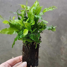 Load image into Gallery viewer, Java Fern Coconut Shell Bridges-Aquatic Plants-Glass Grown-Glass Grown Aquatics-Aquarium live fish plants, decor
