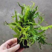 Load image into Gallery viewer, Java Fern Windelov Coconut Shell Bridges-Aquatic Plants-Glass Grown-Glass Grown Aquatics-Aquarium live fish plants, decor