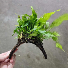 Load image into Gallery viewer, Java Fern Coconut Shell Bridges-Aquatic Plants-Glass Grown-Glass Grown Aquatics-Aquarium live fish plants, decor