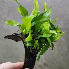 Load image into Gallery viewer, Java Fern Coconut Shell Bridges-Aquatic Plants-Glass Grown-Glass Grown Aquatics-Aquarium live fish plants, decor