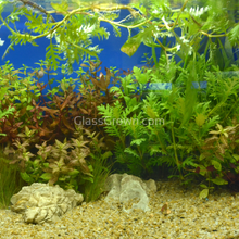 Load image into Gallery viewer, 1 CENT SAMPLE Mystery Red Stem Plant-Aquatic Plants-Glass Grown Aquatics-Glass Grown Aquatics-Aquarium live fish plants, decor