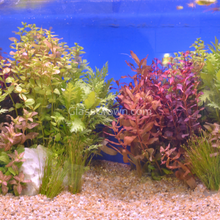 Load image into Gallery viewer, 1 CENT SAMPLE Mystery Red Stem Plant-Aquatic Plants-Glass Grown Aquatics-Glass Grown Aquatics-Aquarium live fish plants, decor
