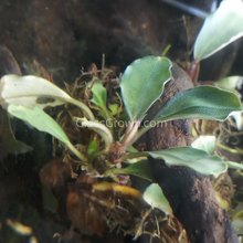 Load image into Gallery viewer, Assorted Bucephalandra Tub-Aquatic Plants-Glass Grown Aquatics-Glass Grown Aquatics-Aquarium live fish plants, decor
