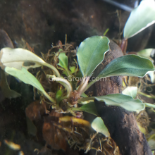Load image into Gallery viewer, Assorted Bucephalandra Tub-Aquatic Plants-Glass Grown Aquatics-Glass Grown Aquatics-Aquarium live fish plants, decor