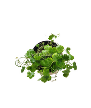 Load image into Gallery viewer, Potted Hydrocotyle tripartita Japan-Aquatic Plants-Glass Grown-Glass Grown Aquatics-Aquarium live fish plants, decor