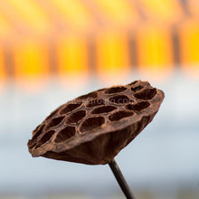Load image into Gallery viewer, Dried Lotus Pods 3 Pack-Aquarium Decor-Glass Grown Aquatics-Small (Under 3" - 3 Pack)-Glass Grown Aquatics-Aquarium live fish plants, decor