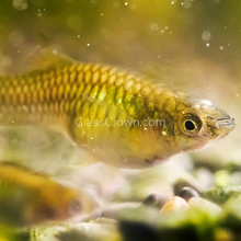 Load image into Gallery viewer, Green Cobra Endler 6 Fry Pack-Live Animals-Glass Grown-School of 6-Glass Grown Aquatics-Aquarium live fish plants, decor