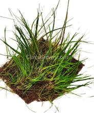 Load image into Gallery viewer, Dwarf Hairgrass 4" Coco Mat-Aquatic Plants-Glass Grown Aquatics-Glass Grown Aquatics-Aquarium live fish plants, decor