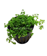 Load image into Gallery viewer, Monte Carlo 3-10 Pots-Aquatic Plants-Glass Grown-3x Pots-Glass Grown Aquatics-Aquarium live fish plants, decor