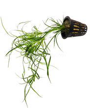 Load image into Gallery viewer, Potted Juncus Repens-Aquatic Plants-Glass Grown-Glass Grown Aquatics-Aquarium live fish plants, decor