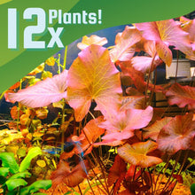 Load image into Gallery viewer, Done For You Plant Package, 12 Full Size (High Light, Co2 Required)-Aquatic Plants-Glass Grown Aquatics-12 Plants-Glass Grown Aquatics-Aquarium live fish plants, decor