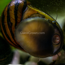 Load image into Gallery viewer, Zebra Nerite Snails 3 Pack NYE-Live Animals-Glass Grown-1 Snail-Glass Grown Aquatics-Aquarium live fish plants, decor