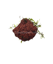 Load image into Gallery viewer, Java on a Lava! Java Moss on a Lava Rock-Aquatic Plants-Glass Grown-One Rock-Glass Grown Aquatics-Aquarium live fish plants, decor