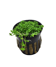 Load image into Gallery viewer, Dwarf Baby Tears 3-10 Pots-Aquatic Plants-Glass Grown-3x Pots-Glass Grown Aquatics-Aquarium live fish plants, decor