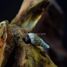 Load image into Gallery viewer, 1 CENT SAMPLE 5x Malaysian Trumpet Snails Sampler Pack-Live Animals-Glass Grown-Glass Grown Aquatics-Aquarium live fish plants, decor