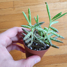 Load image into Gallery viewer, Kalanchoe Delagoensis 2" Pot-Indoor & Outdoor Plants-Glass Grown Aquatics-Glass Grown Aquatics-Aquarium live fish plants, decor