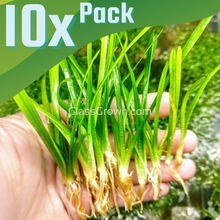 Load image into Gallery viewer, Dwarf Sagittaria Subulata 10x Plants-Aquatic Plants-Glass Grown-10x Plants-Glass Grown Aquatics-Aquarium live fish plants, decor