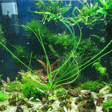 Load image into Gallery viewer, Potted Crinum Calamistratum-Aquatic Plants-Glass Grown-Glass Grown Aquatics-Aquarium live fish plants, decor