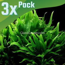 Load image into Gallery viewer, Java Fern 3x Plants-Aquatic Plants-Glass Grown-3x Plants-Glass Grown Aquatics-Aquarium live fish plants, decor