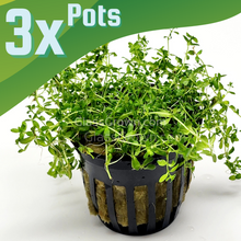 Load image into Gallery viewer, Pearlweed 3-10 Pots-Aquatic Plants-Glass Grown-3x Pots-Glass Grown Aquatics-Aquarium live fish plants, decor
