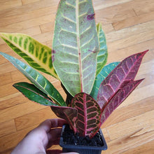 Load image into Gallery viewer, Croton 'Petra' 3" Pot-Indoor & Outdoor Plants-Glass Grown Aquatics-Glass Grown Aquatics-Aquarium live fish plants, decor